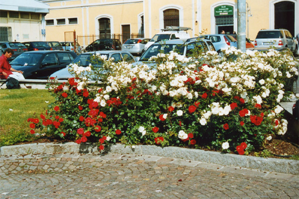 lavori cityflor 025